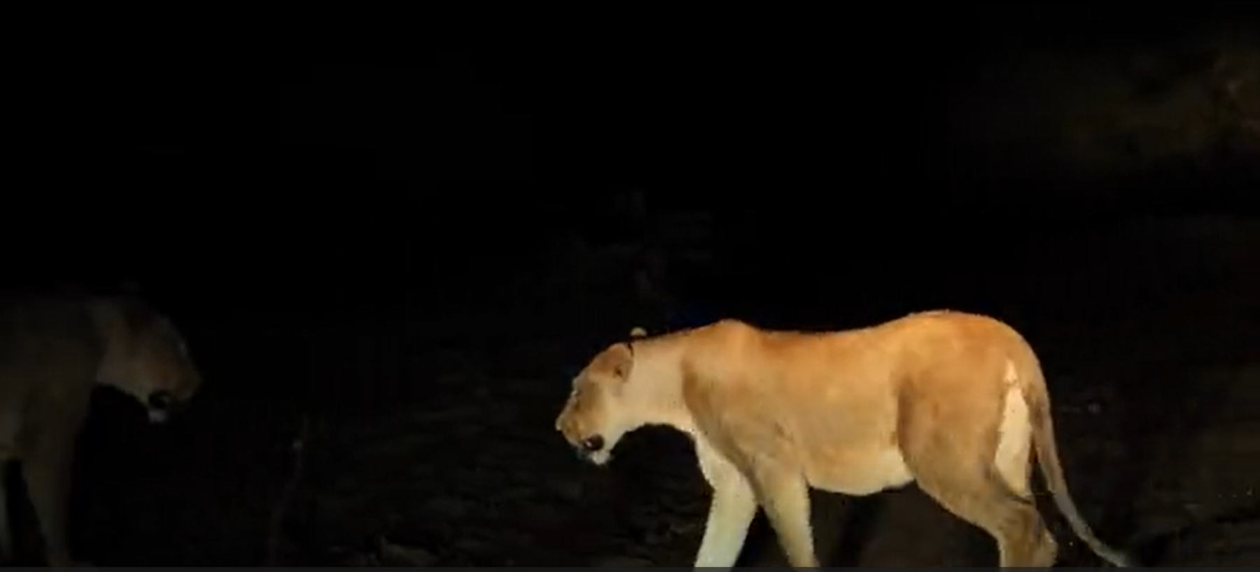 lion-night-stroll