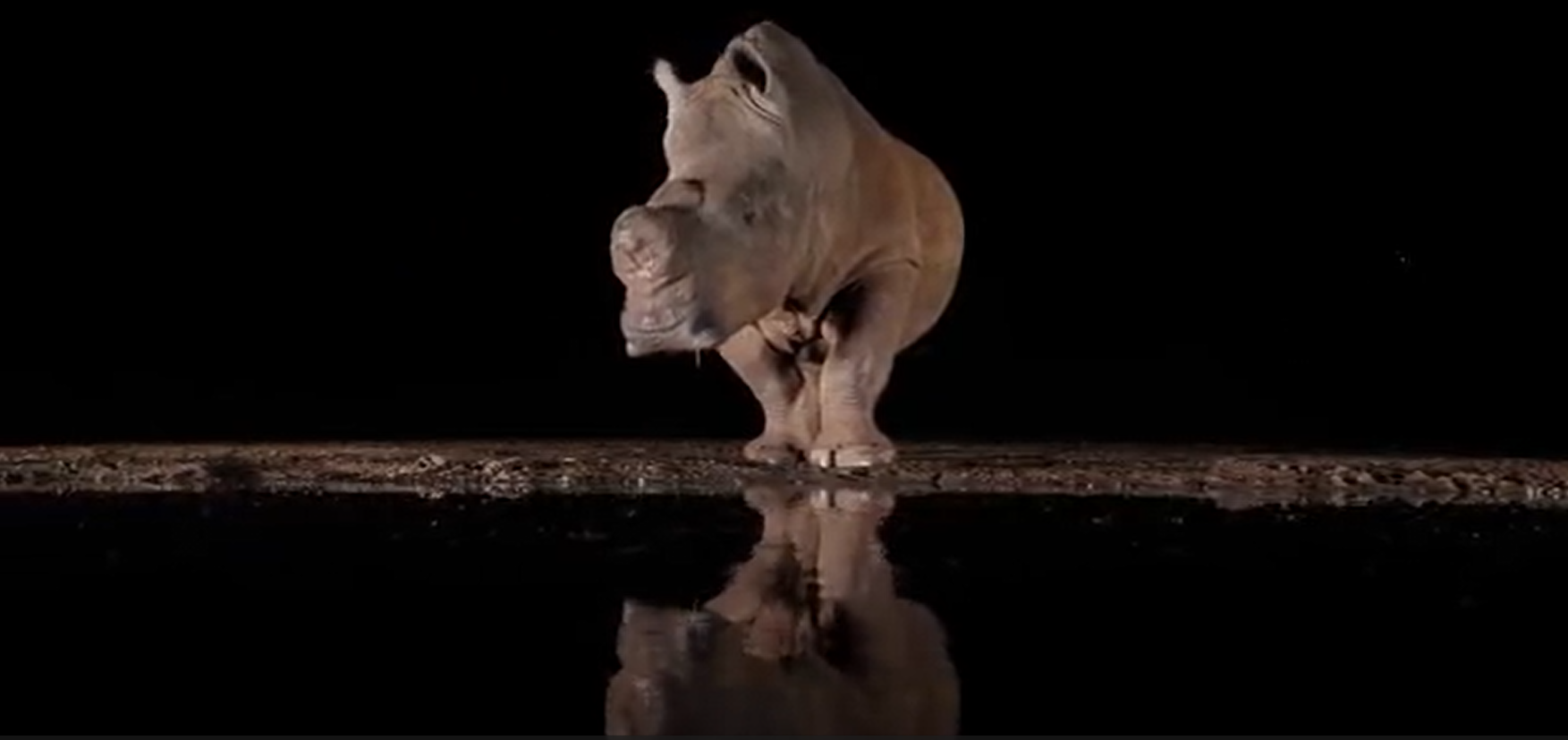 rhino-night-waterhole